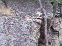 Peregrine Falcon 14 Flying - Corbeau Rock